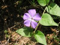 Barvínek větší (Vinca major)
