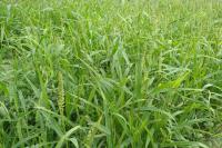 Bér přeslenitý (Setaria verticillata)
