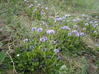 Koulenka prodloužená (Globularia bisnagarica)