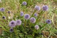 Koulenka prodloužená (Globularia bisnagarica)
