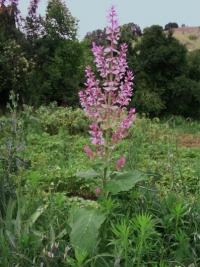 Šalvěj muškátová (Salvia sclarea) Šalvěj muškátová (Salvia sclarea)