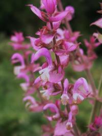 Šalvěj muškátová (Salvia sclarea) Šalvěj muškátová (Salvia sclarea)