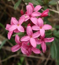 Lýkovec vonný (Daphne cneorum)