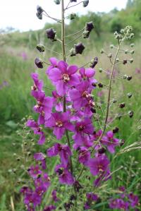 Divizna brunátná (Verbascum phoeniceum)