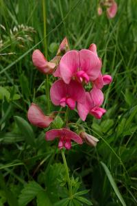 Hrachor širolistý (Lathyrus latifolius)