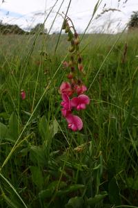 Hrachor širolistý (Lathyrus latifolius)