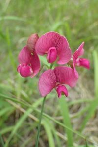 Hrachor širolistý (Lathyrus latifolius)