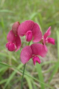 Hrachor širolistý (Lathyrus latifolius)