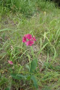 Hrachor širolistý (Lathyrus latifolius)