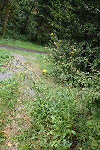 Mléč rolní (Sonchus arvensis)