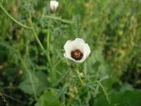 Ibišek trojdílný (Hibiscus trionum)