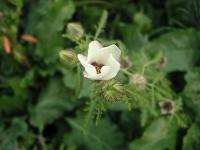 Ibišek trojdílný (Hibiscus trionum)