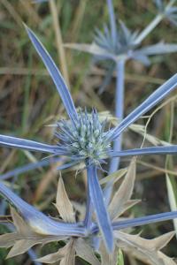 Máčka modrá (Eryngium caeruleum)