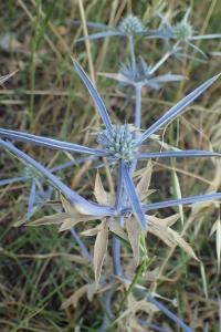 Máčka modrá (Eryngium caeruleum)