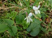 Violka vonná (Viola odorata f albiflora)