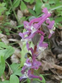 Dymnivka dutá (Corydalis cava)