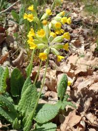 Prvosenka jarní (Primula veris)
