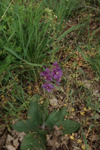 Divizna brunátná (Verbascum phoeniceum)