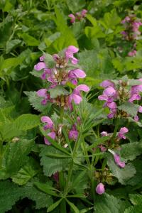 Hluchavka skvrnitá (Lamium maculatum)