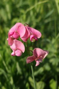 Hrachor širolistý (Lathyrus latifolius)