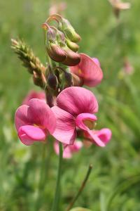 Hrachor širolistý (Lathyrus latifolius)