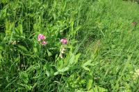 Hrachor širolistý (Lathyrus latifolius)