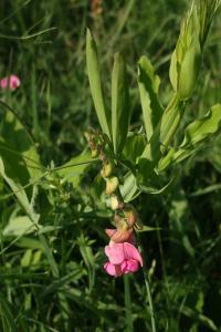 Hrachor širolistý (Lathyrus latifolius)