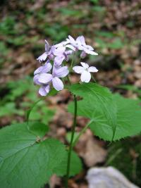 Měsíčnice vytrvalá