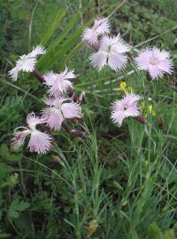 Hvozdík péřitý (Dianthus plumarius subsp praecox)