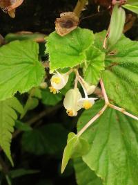 Begónie (Begonia hirtella)