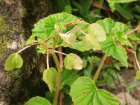 Begónie (Begonia hirtella)