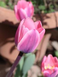 Tulipán 'Light and Dreamy' (Tulipa)