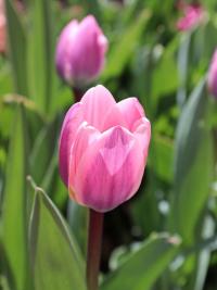 Tulipán 'Light and Dreamy' (Tulipa)