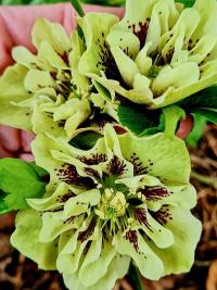 Čemeřice (Helleborus)