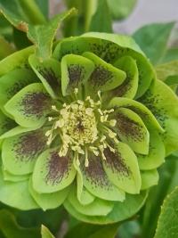 Čemeřice (Helleborus)