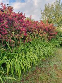 Weigelie (Weigela)