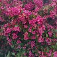 Weigelie (Weigela)