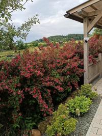 Weigelie (Weigela)