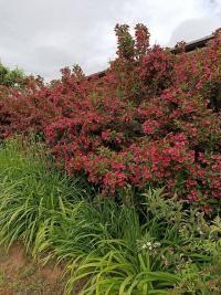 Weigelie (Weigela)