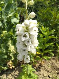 Stračka (Delphinium)