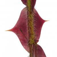 Růže hedvábitá křídlatá (Rosa sericea var pteracantha)