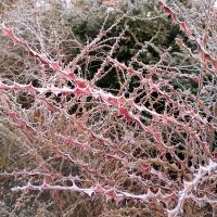 Růže hedvábitá křídlatá (Rosa sericea var pteracantha)