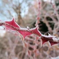 Růže hedvábitá křídlatá (Rosa sericea var pteracantha)