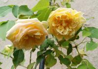 Růže 'Maréchal Niel' - Historické růže (Rosa)