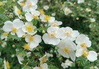 Růže hedvábitá křídlatá (Rosa sericea var pteracantha)