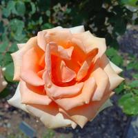 Růže 'Marilyn Monroe' - Velkokvěté růže (Rosa)