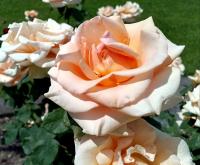 Růže 'Marilyn Monroe' - Velkokvěté růže (Rosa)