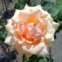 Růže 'Marilyn Monroe' - Velkokvěté růže (Rosa)