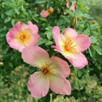 Růže 'Frühlingsmorgen' - Sadové růže (Rosa)