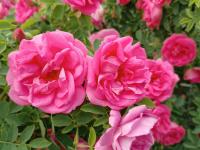 Růže 'Milevsko' - Sadové růže (Rosa)